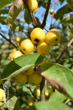 Malus 'Golden Hornet'