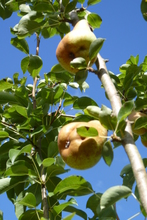 Poire 'Marguerite Marillat'