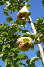 Poire 'Marguerite Marillat'