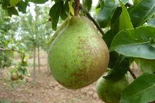 Poire 'Mariette de Millepieds'