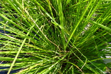 Miscanthus sinensis 'Gracillimus'