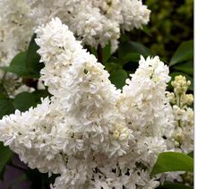 Syringa 'Madame Lemoine'