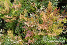 Nandina domestica 'Gulf Stream'