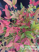 Nandina domestica Obsessed ®'Seika'