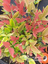 Nandina domestica Obsessed ®'Seika'