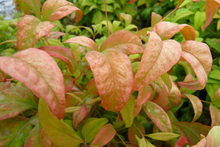 Nandina domestica 'Fire Power'