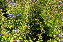 Ceratostigma willmottianum select