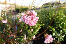 Viburnum bodnantense 'Dawn'