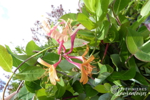 Lonicera x heckrotti 'American Beauty'