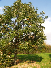 Quercus macon