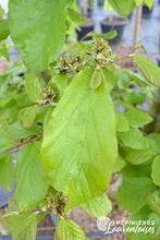 Parrotia persica.JPG