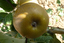 Pomme 'Patte de loup'