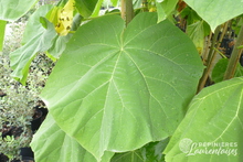 Paulownia tomentosa