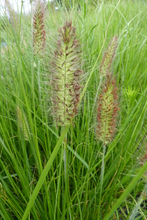 Pennisetum alopecuroides 'japonicum'