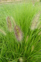 Pennisetum alopecuroides