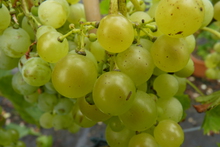 Vitis vinifera 'Perdin'