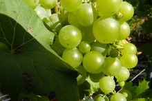 Vitis vinifera 'Perdin'