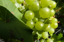 Vitis vinifera 'Perdin'