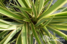 Phormium Duet