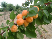 Abricotier 'Précoce de Saumur'