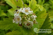 Physocarpus Nugget