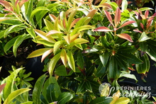 Pieris 'Forest Flame'