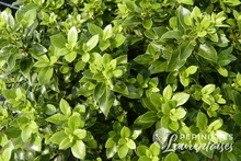 Pittosporum Midget