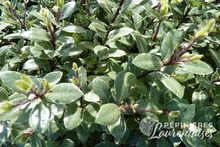 Pittosporum tenuifolium 'Silver Ball'