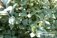 Pittosporum tenuifolium 'Silver Ball'