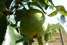 Poire de dame