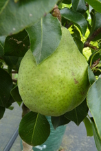 Poire 'Nain vert'