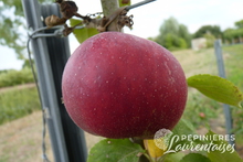 Pomme 'Calville Rouge d'Hiver'