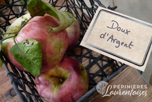 Pomme 'Doux d'Argent'