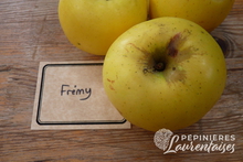 Pomme 'Frémy'