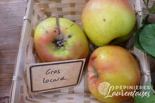 Pomme 'Gros Locard'