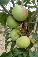 Pomme 'Pêche'