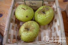 Pomme 'Pépin Meunier'