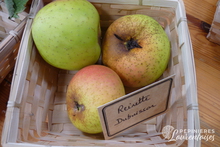 Pomme Reinette 'Dubuisson'