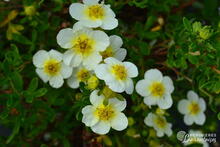 Potentille 'Limelight'
