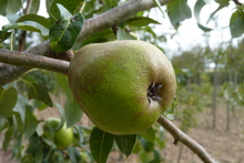 Poire 'Président Drouard'