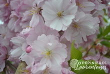 Prunus Accolade.JPG