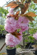 Prunus Kanzan.JPG