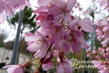 Prunus accolade pleureur 2.JPG
