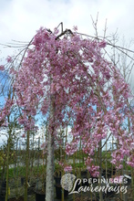 Prunus accolade pleureur.JPG