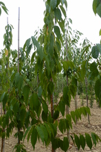 Prunus maackii 'Amber Beauty'