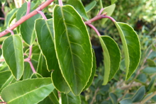 Prunus lusitanica 'angustifolia'