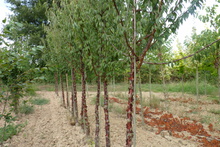 Prunus serrula