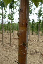 Prunus maackii 'Amber Beauty'