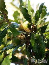 Quercus hispanica 'Ambrozyana'