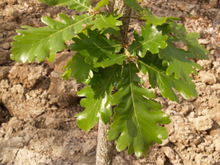 Quercus macon